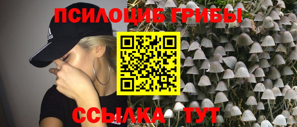 Галлюциногенные грибы Psilocybe Тосно
